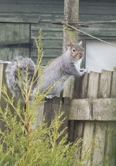 Sciurus carolinensis