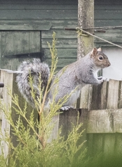 Sciurus carolinensis