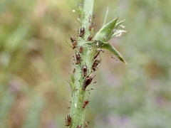 Macrosiphum