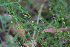 Galium gaudichaudii