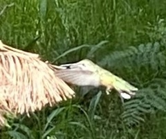 Selasphorus platycercus