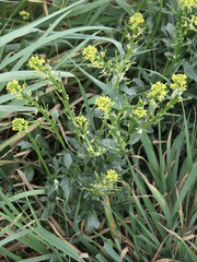 Barbarea