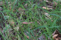 Galium gaudichaudii
