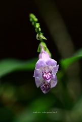 Asystasia dalzelliana