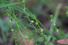 Galium gaudichaudii