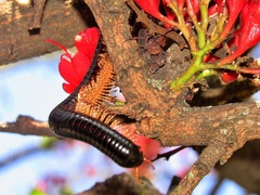 Doratogonus infragilis