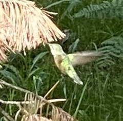 Selasphorus platycercus