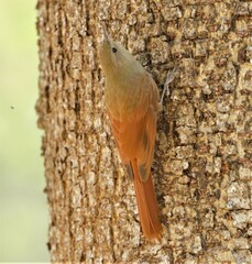 Sittasomus griseicapillus