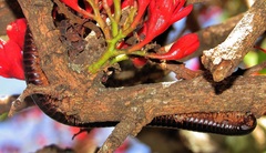 Doratogonus infragilis