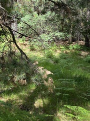 Selasphorus platycercus