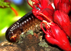Doratogonus infragilis