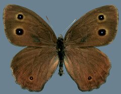 Cercyonis pegala paludum