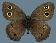 Cercyonis pegala paludum