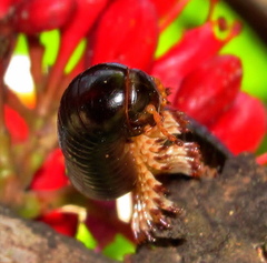 Doratogonus infragilis