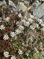 Onuris alismatifolia