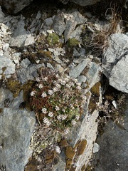 Onuris alismatifolia