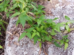 Clematis glycinoides