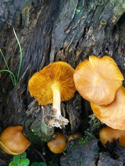 Gymnopilus penetrans