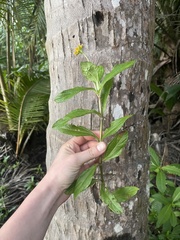 Sphagneticola trilobata
