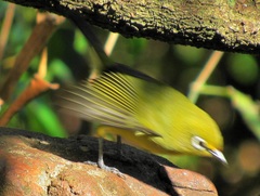 Zosterops virens virens