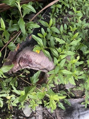 Sphagneticola trilobata