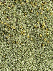 Bolax gummifera