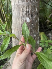 Sphagneticola trilobata