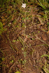 Lithophragma parviflorum