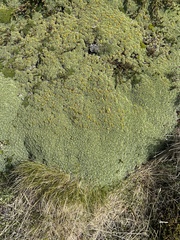 Bolax gummifera