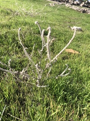 Asphodelus ramosus