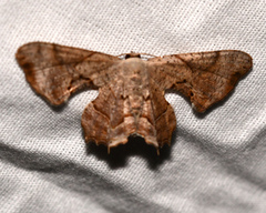 Calledapteryx dryopterata