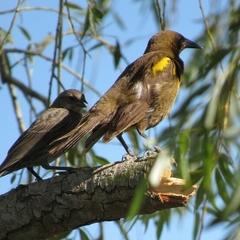 Pseudoleistes virescens
