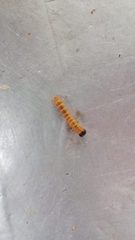 Cactoblastis cactorum