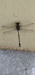 Ictinogomphus decoratus