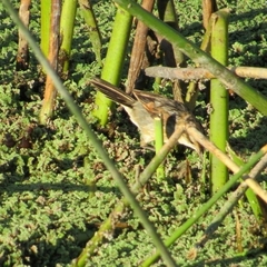 Phleocryptes melanops