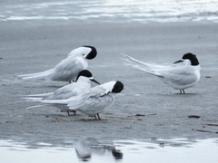 Sterna striata striata