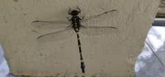 Ictinogomphus decoratus
