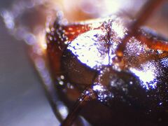 Formica subaenescens