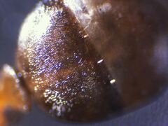 Formica subaenescens