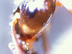 Formica subaenescens