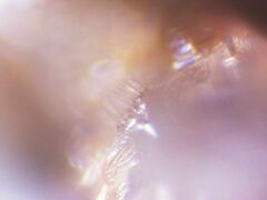 Formica subaenescens