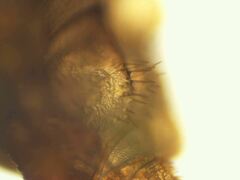 Formica subaenescens