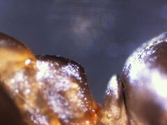 Formica subaenescens