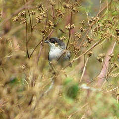 Microspingus melanoleucus