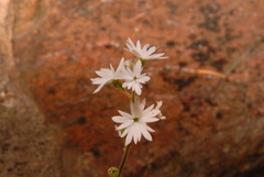 Lithophragma parviflorum