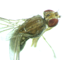 Scaptomyza wheeleri