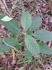 Clerodendrum tomentosum