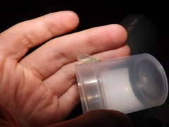 Chrysopidae
