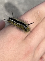 Lophocampa mixta