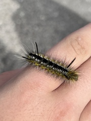 Lophocampa mixta